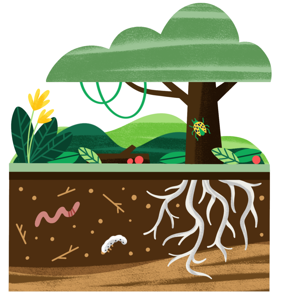 Illustration of a tree and shrubs with soil, roots, and insects underneath